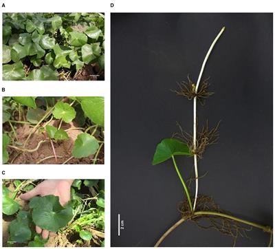 Morphological Description and Ethnobotanical Review of the Orphan Crop Myin-Hkwa (Centella asiatica L.) From Myanmar